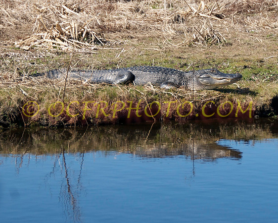 2011-01-29 Airboat 6